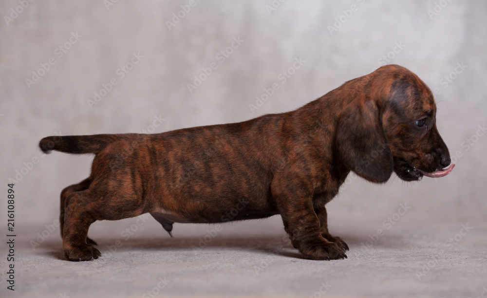 Obraz premium cute puppy Dachshund on a gray background in the Studio tiger color