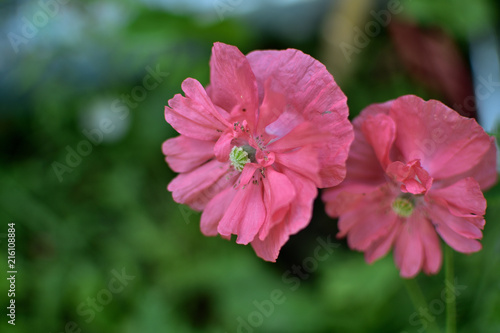 Flowers of the Pink Poppy Papaver somniferum L. in the Garden © Alla Dmitriuk
