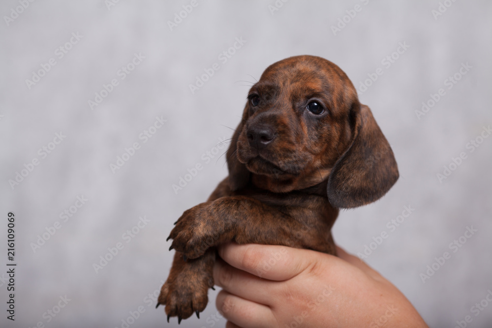 cute puppy Dachshund on a gray background in the Studio tiger color