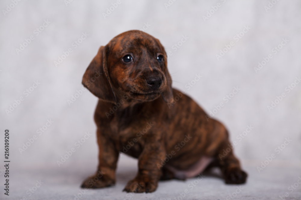 cute puppy Dachshund on a gray background in the Studio tiger color cute puppy Dachshund on a gray background in the Studio tiger color