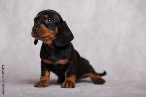 cute puppy Dachshund on grey background in Studio smiling