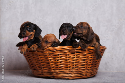 lots of cute Dachshund puppies on grey background in Studio isolated in basket