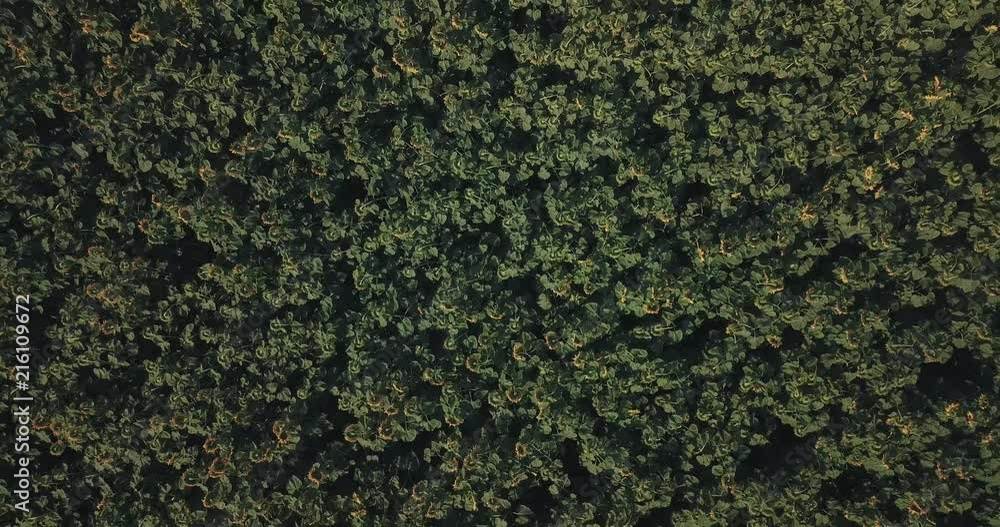 Aerial view of flowering sunflowers field.
Aerial view of flowering sunflowers field.