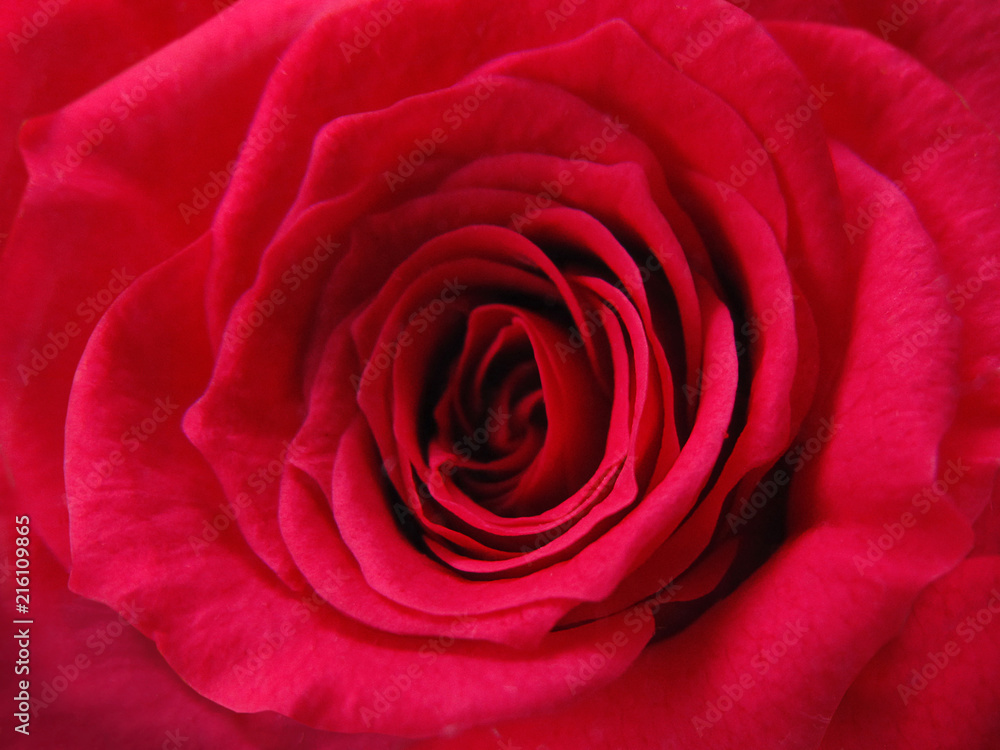 薔薇 薔薇