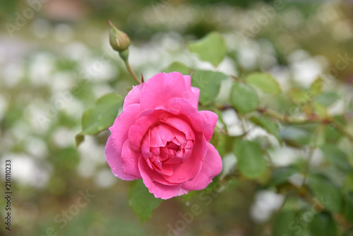 Rosier rose au jardin