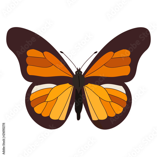 insect, butterfly, orange