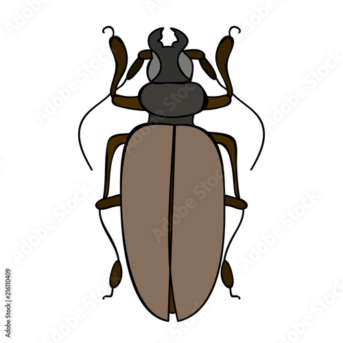  isolated, insect, beetle