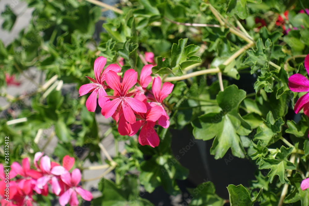 Closeup of pink flowers of ivy leaved geranium Closeup of pink flowers of ivy leaved geranium
