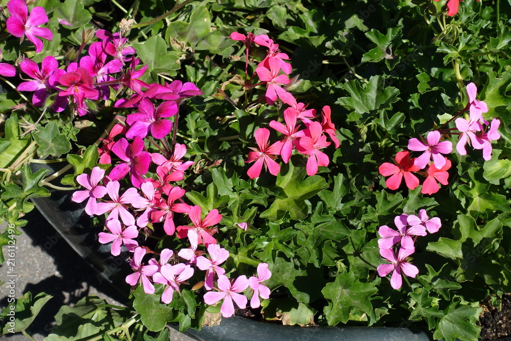 Flowers of ivy leaved geranium in various shades of pink