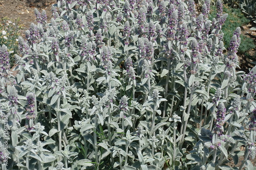 Lots of flowering spikes of Stachys byzantina