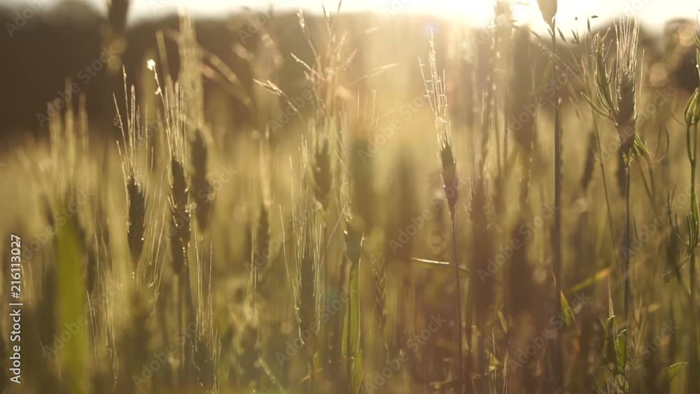 Wheat crops lit by sun, breeding of organic varieties, agriculture harvest Wheat crops lit by sun, breeding of organic varieties, agriculture harvest