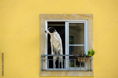 Obraz na płótnie Dog at the window. Portugal w salonie