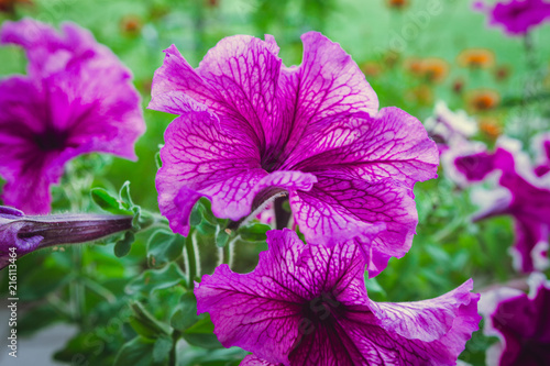 Flowers petunia in a flowerbed on a background of green grass close-up with copy space