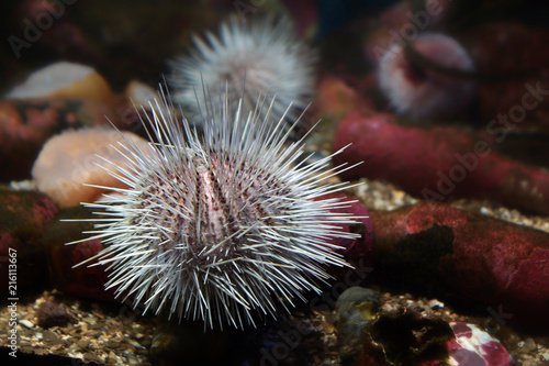 Light sea urchin with long needles on the bottom of the sea