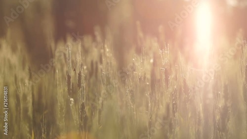 Cereals breeding wheat field lit by sunlight, healthy organic food for breakfast