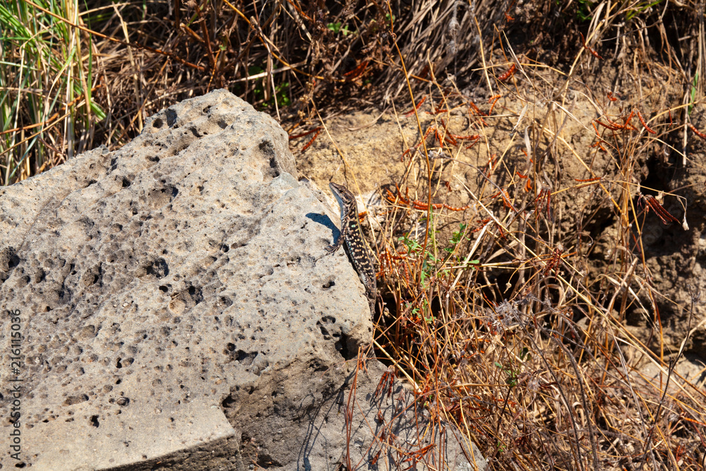 Fototapeta premium common lizard in natural environment