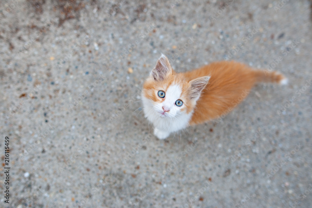 Young sad baby puppy cat looking up seen a high angle view on the street in the city Young sad baby puppy cat looking up seen a high angle view on the street in the city