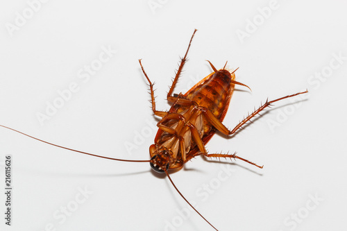 Cockroach brown on isolated white background