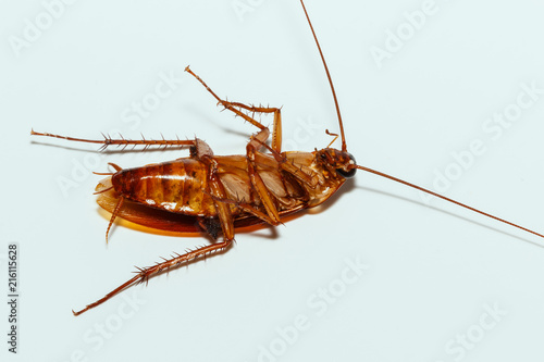 Cockroach brown with  antennae on white background