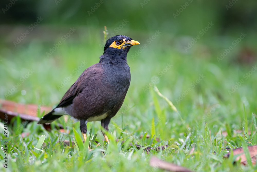 Common Myna - Acridotheres tristis, common perching bird from Asian gardens and woodlands, Sri Lanka. Common Myna - Acridotheres tristis, common perching bird from Asian gardens and woodlands, Sri Lanka.
