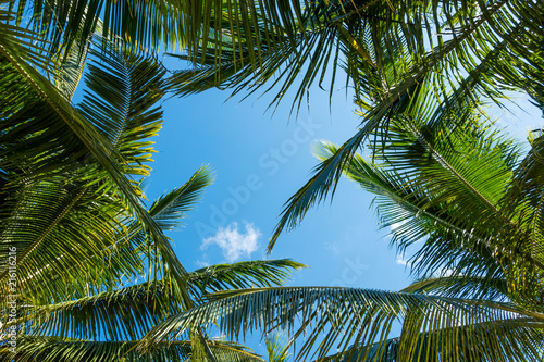 View through the palm roof, Cozumel, Mexico