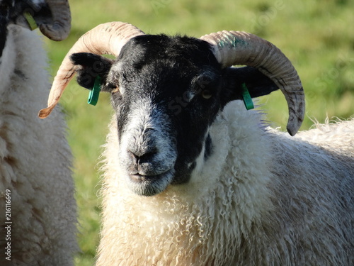 Foto Suffolks and Scottish blackface ewes