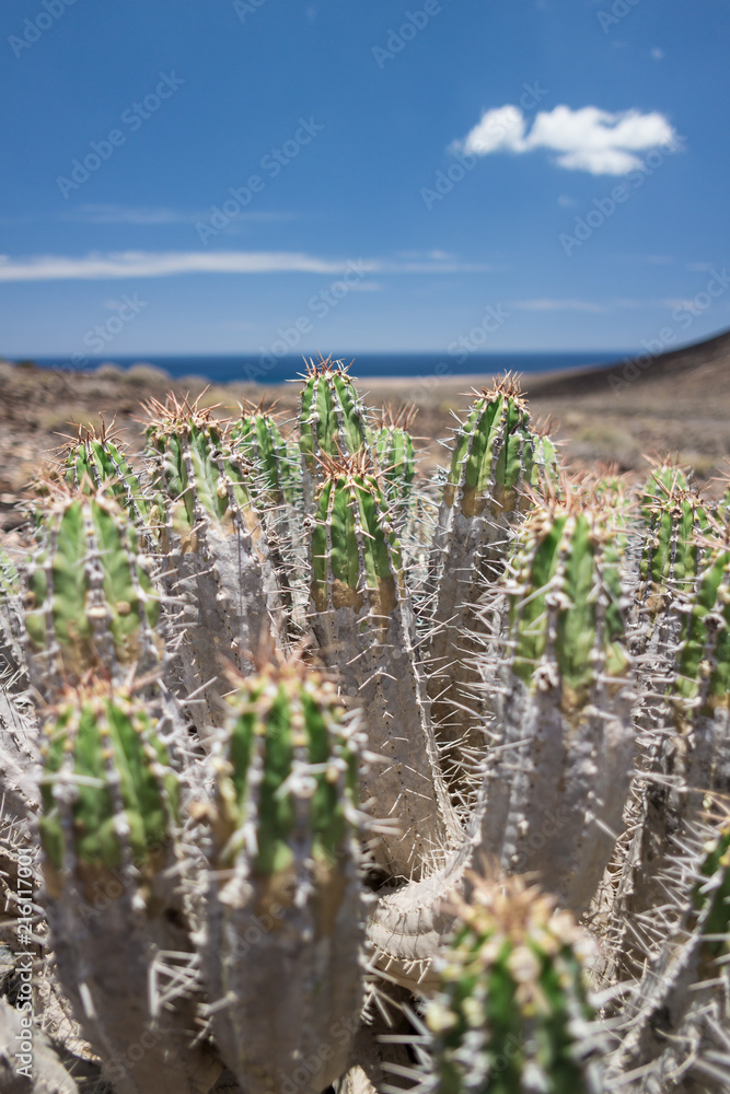 Jandia-Wolfsmilch - Euphorbia handiensis Jandia-Wolfsmilch - Euphorbia handiensis