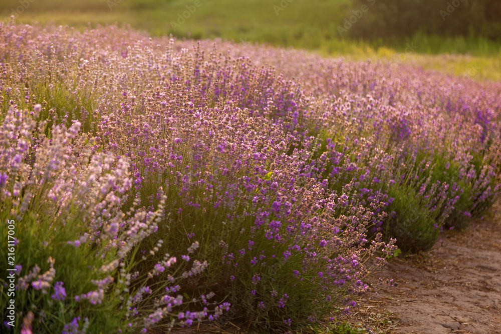 rural landscape with lavender bushes rural landscape with lavender bushes