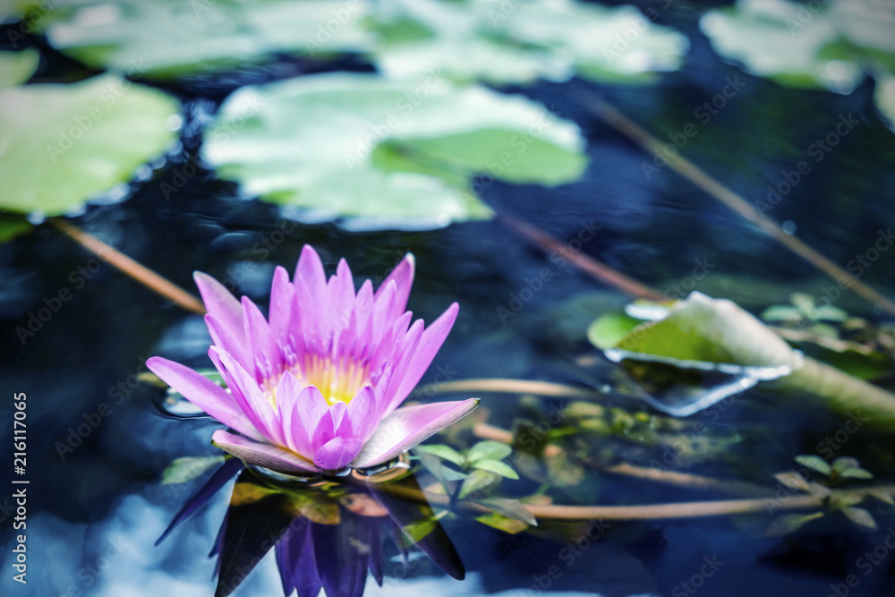 Lotus flower with green leaves in pond Lotus flower with green leaves in pond