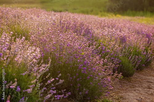 Fototapeta Naklejka Na Ścianę i Meble -  rural landscape with lavender bushes