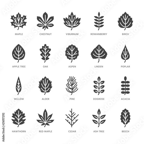 Autumn leaves flat glyph icons. Leaf types, rowan, birch tree, maple, chestnut, oak, cedar pine, linden, guelder rose. Signs of nature plants Solid silhouette pixel perfect 64x64.