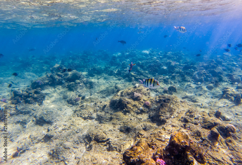 Obraz premium Tropical fishes on a beautiful coral garden in Red Sea.