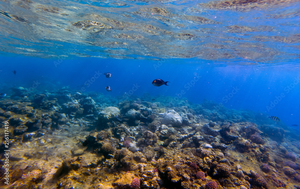 Fototapeta premium Underwater panorama with fish and coral.
