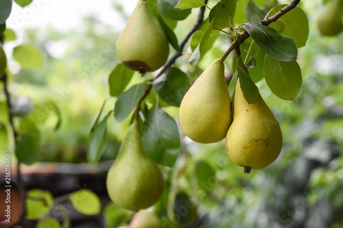 Ripe green pear on the branch. Organic pears grow in orchards
