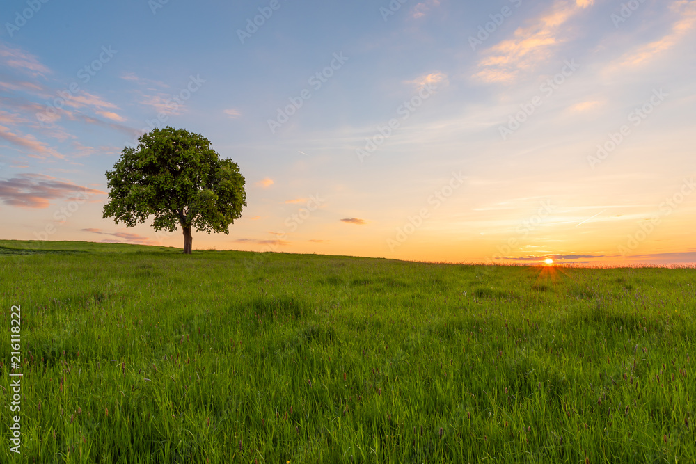 Obraz premium Lone tree panoramic.