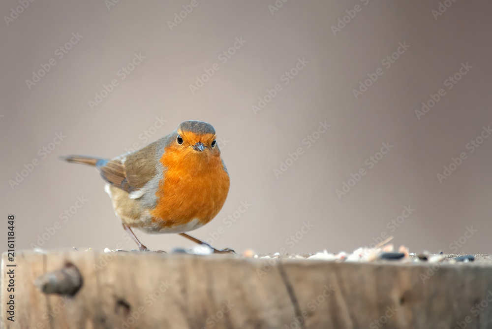 The robin (Erithacus rubecula) sits on a winter feeding trough. The robin (Erithacus rubecula) sits on a winter feeding trough.