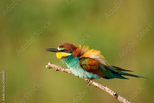 European bee-eater (Merops apiaster) sitting on a stick.