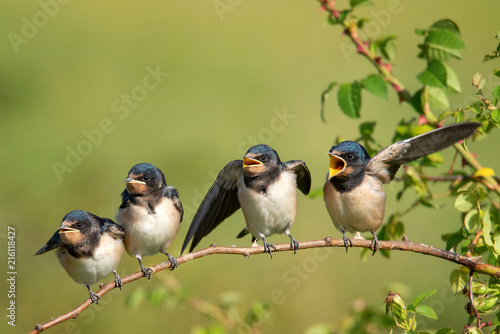 Four nestling barn swallows (Hirundo rustica) waiting for their parents.