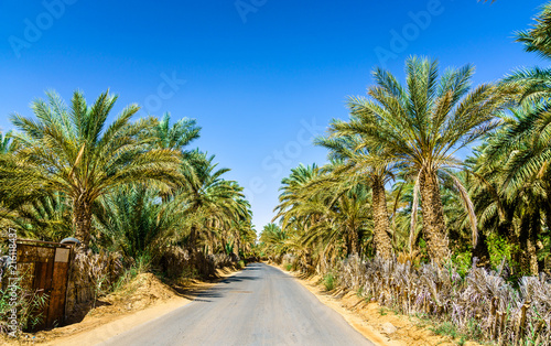 Road in oasis at Tamacine, Algeria © Leonid Andronov