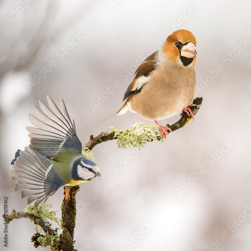 Hawfinch (Coccothraustes coccothraustes) sitting on a branch with Blue tit (Cyanistes caeruleus)