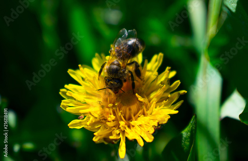 Bee collects honey from dandelion