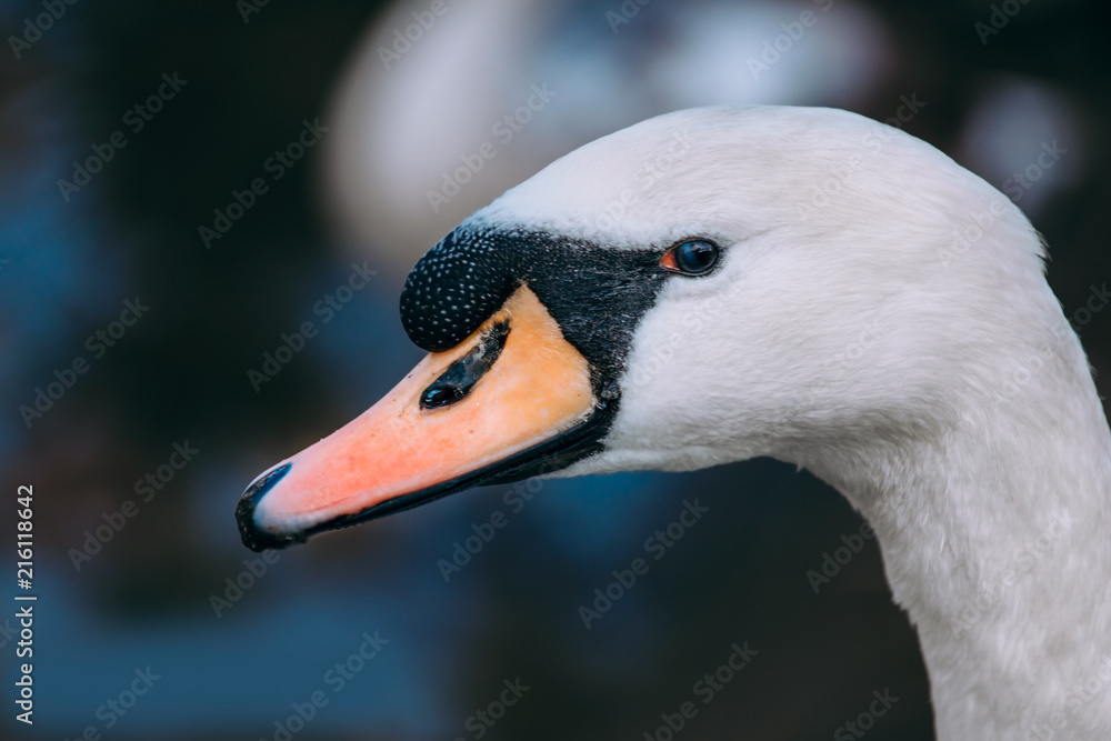 Portrait of a Swan head on a dark background Portrait of a Swan head on a dark background