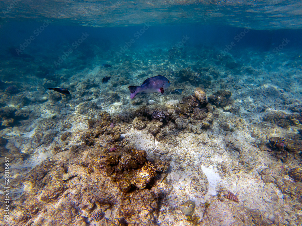 Obraz premium Twinspot snapper (Lutjanus bohar) side view of large silver fish with dark fins swimming in the blue clear water of the Red Sea, with small fish swimming in the background.