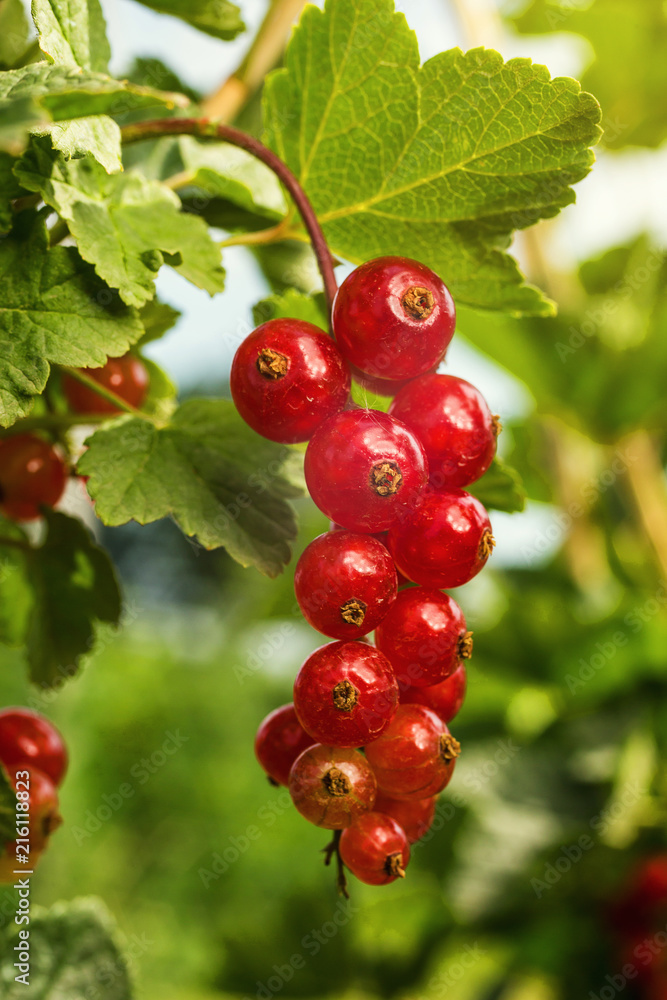 bush of ripe red currant growing in a garden as summer harvest bush of ripe red currant growing in a garden as summer harvest