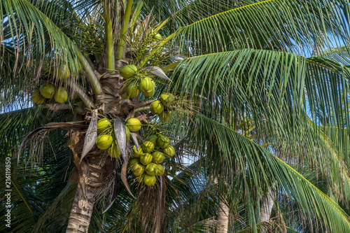 Coconuts on a coconut palm (Cocos nucifera), Coral Cove Beach, Koh Samui, Thailand, Asia