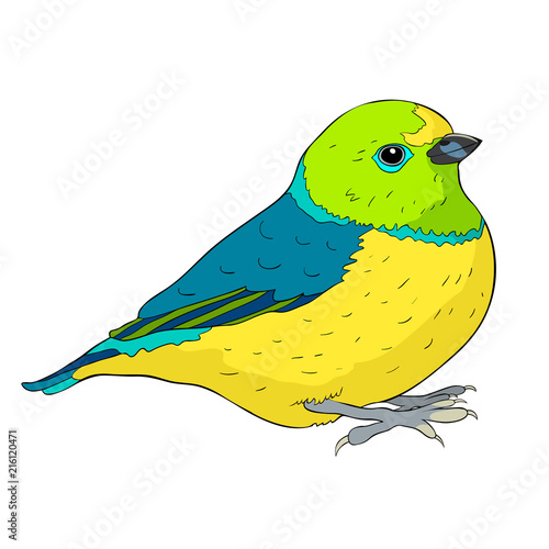 bird green organist Tanager family. illustration photo