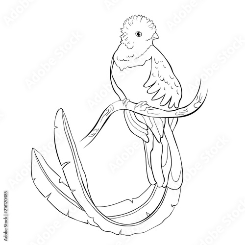the resplendent quetzal bird male. illustration