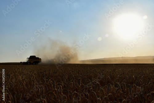 The yellow harvester harvested the grain. Time of harvest. Focus on grain. Dust flies from the thresher.