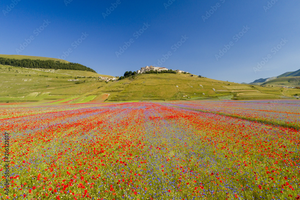 Flying on Castelluccio di Norcia, between ruins and bloom of flowers
