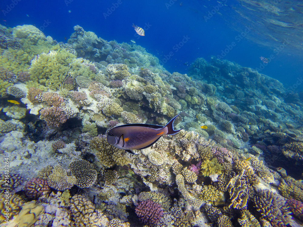 Fototapeta premium Surgeon fish at the Red Sea coral reef.
